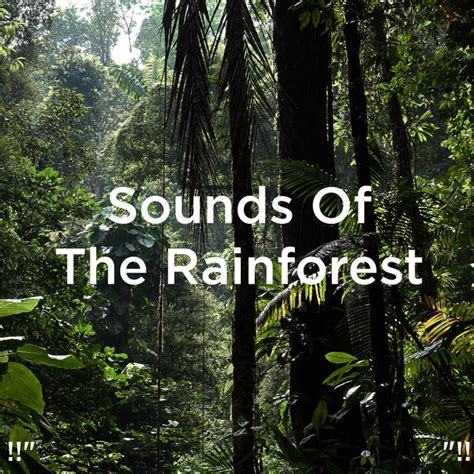 Sounds Of The Rainforest Album By Nature Sounds Nature Music