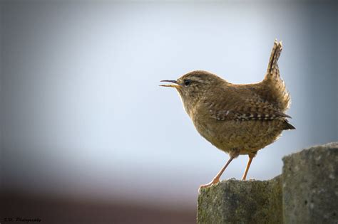 Wren1 Ian Hassall Flickr