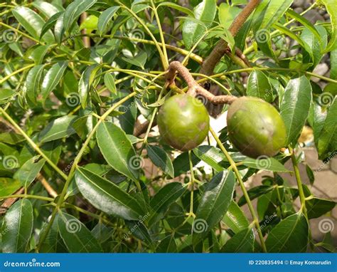 A Photo that Focuses on the Kedondong Fruit on the Tree Stock Photo ...