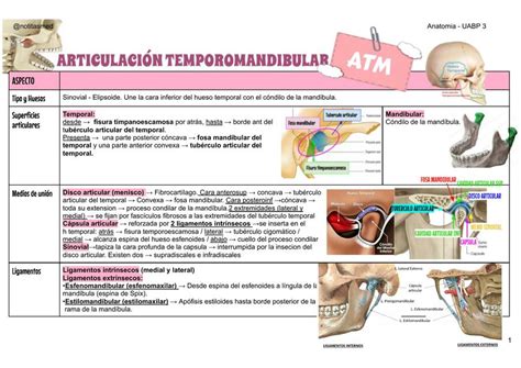 Articulación temporomandibular NotitasMed uDocz