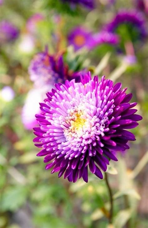 Chinese Aster Is One Of The Most Beautiful And Beloved Flowers That