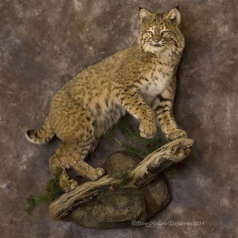 Bobcats Animal Taxidermy Bobcat Mounts Taxidermy