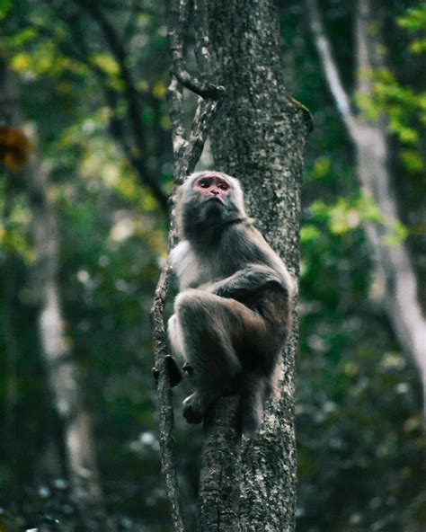 THE MONKEYS OF ZHANGJIAJIE: Playful and unafraid, these macaques are ...