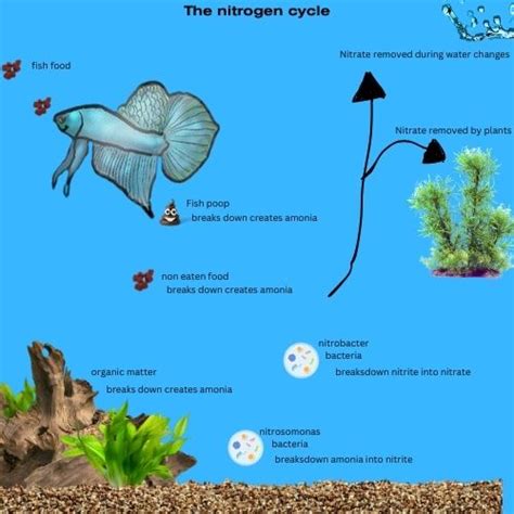 Cycling A Tank Fishless Cycle Betta Universe