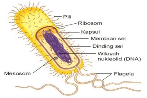 Pengertian Bakteri Ciri Struktur Gambar Dan Reproduksi Kumpulan Artikel Biologi