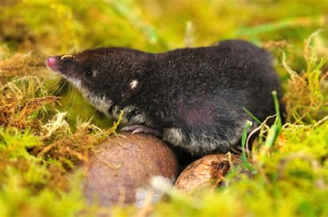 101 Facts About Shrews – North American Nature