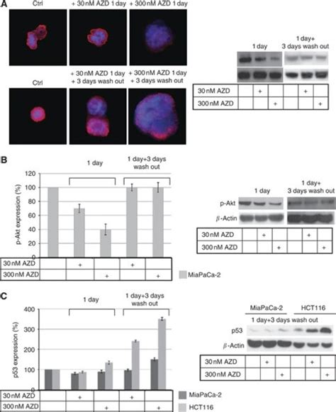 Azd1152 Hqpa Dependent Modulation Of Cell Pathways A Miapaca 2 Cells