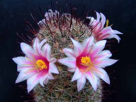 Los Cactus Con Flores M S Espectaculares