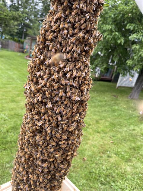 Caught the swarm!!! : r/bees