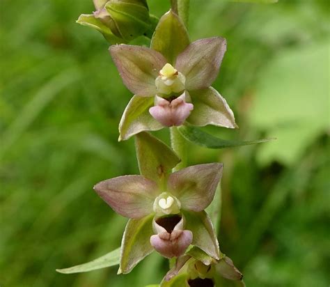 Breitblättrige Stendelwurz Epipactis helleborine s str Flickr