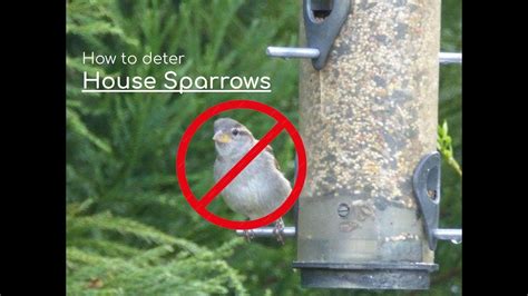 How To Prevent HOUSE SPARROWS From Swarming Your Bird Feeder This