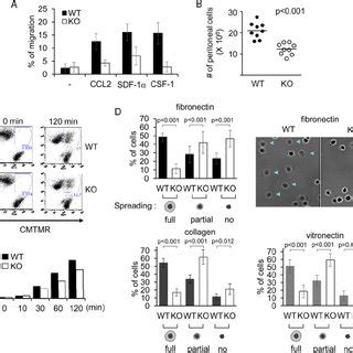 Altered protein tyrosine phosphorylation in PTP-PEST-deficient ... 