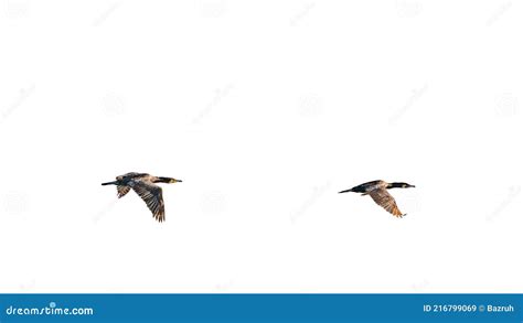 Flock Of Migratory Red Crested Pochard Flying On Lake Freshwater And