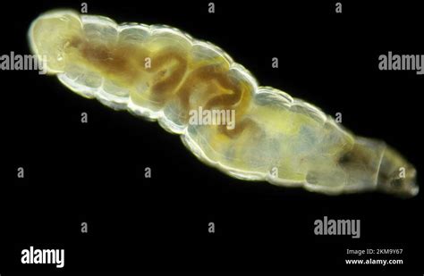 Worm Like Larva Of A Fly Midge Insect Of The Order Diptera Under A