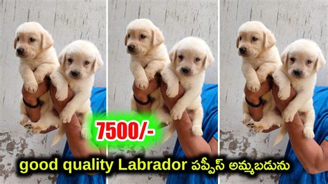 Top Quality Labrador Puppies For Sale In Telugu Aj Pets