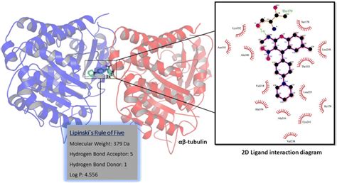 Binding Conformation Of K In The Colchicine Binding Site In