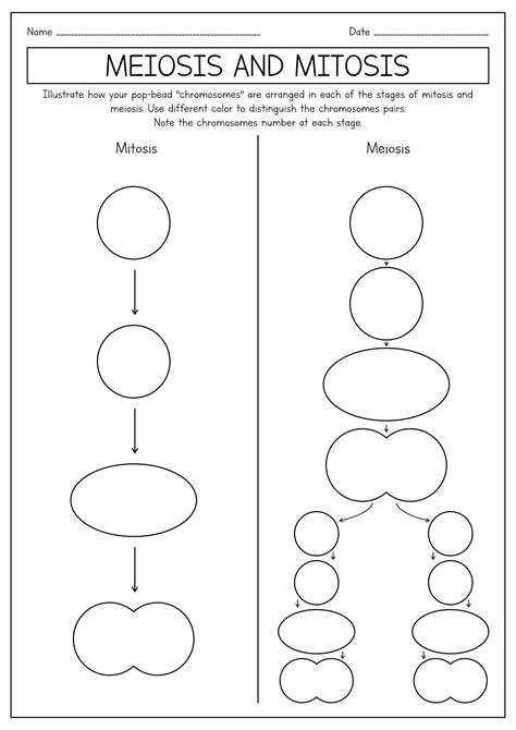 16 Meiosis Diagram Worksheet Teaching Biology Biology Lessons Mitosis