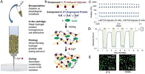 PDF DualStage Crosslinking Of A GelPhase Bioink Improves Cell