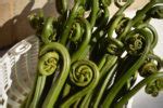 Edible Ferns: Identifying, Growing & Harvesting Fiddleheads