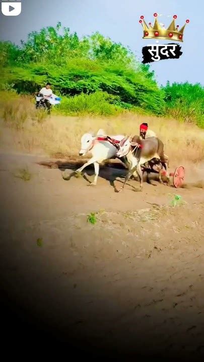 नाद एकच बैलगाडा शर्यतfarmer Bailgada Bailgadasharyat Bailgadapremi