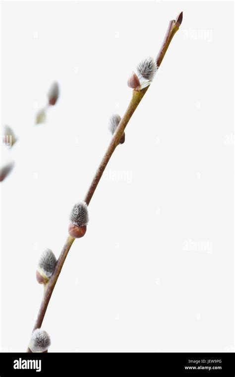 Pussy Willows Close Up Stock Photo Alamy