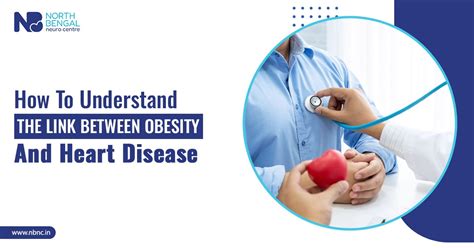 Understanding The Obesity And Heart Disease Link