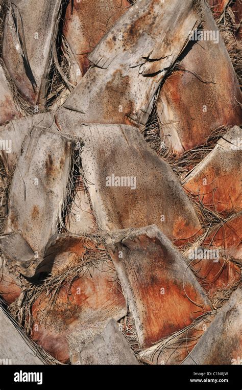 Palm Tree Bark Hi Res Stock Photography And Images Alamy