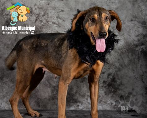 Albergue Municipal de Mascotas Mixco - Home