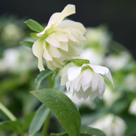 Buy Lenten Rose Hellebore Helleborus × Hybridus Harvington Double