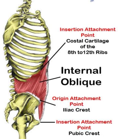 Figure 2 from Role of Low Lying Pubic Tubercle in the Development of ...