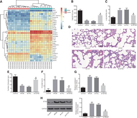 Figure 1 From Kcnq1ot1 MiR 381 3p ETS2 Axis Regulates Inflammation In