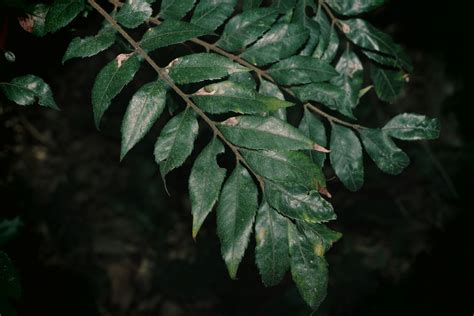 Fern Top From Burnett Creek Qld Australia On November At