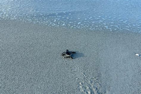 Sccf Provides Update On Turtle Nests Hatchlings News Sports Jobs