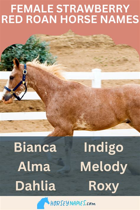 260+ Strawberry Red Roan Horse Names with Meanings and Generator