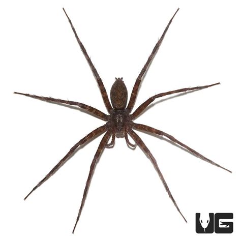 Baby Six Spotted Fishing Spiders for sale - Underground Reptiles