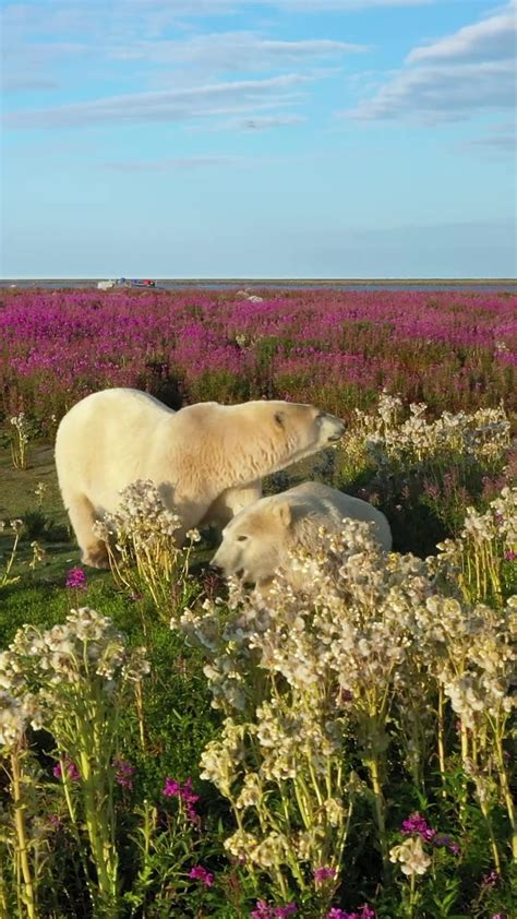 Polar Bears Stroll Through Fields Of Wildflowers