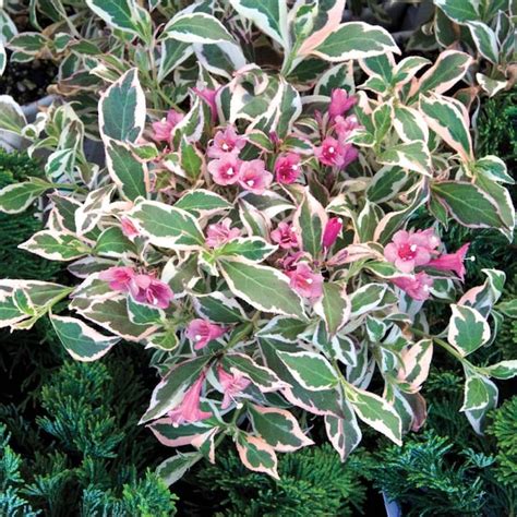 Spring Hill Nurseries My Monet Variegated Foilage Weigela Pink