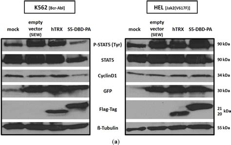 Cancers Special Issue Stat3 Signalling In Cancer Friend Or Foe