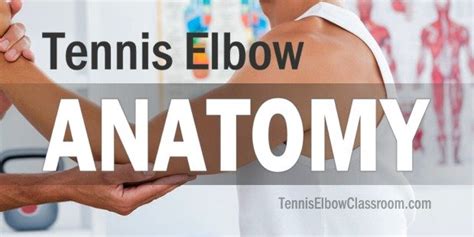 Tennis Elbow Anatomy Video The Extensor Carpi Radialis Brevis Tendon