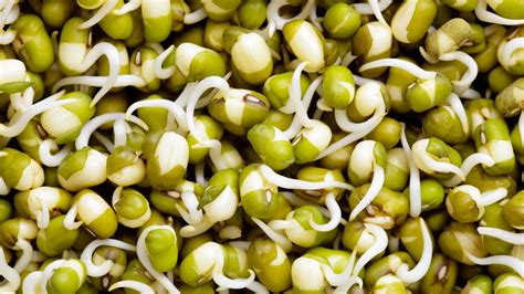 Mung Bean Sprouts How To Grow Them And Why You Should Bon Appétit