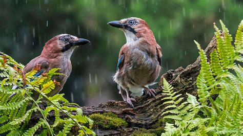 Discover Britain's Rainforests: Watch our Film - Woodland Trust