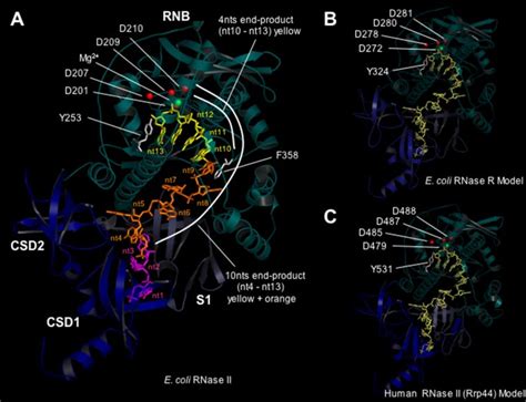 Structure Of E Coli Rnase Ii Rna Complex And Homology Based Download Scientific Diagram