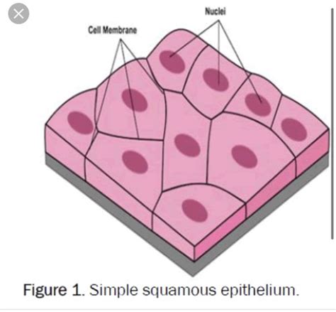 Epithelial Tissue Flashcards Quizlet