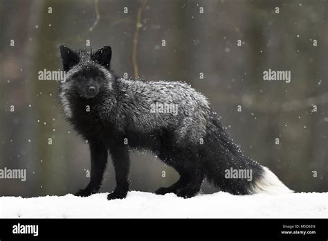Black Fox