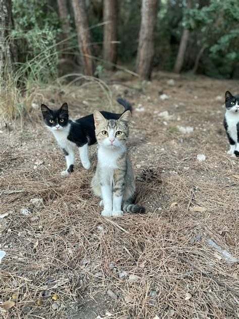 why are creepers scared of cats 3