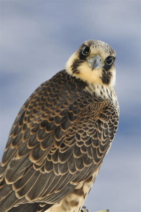 Peregrine Falcon Looking At You Photograph By Bradford Martin Pixels