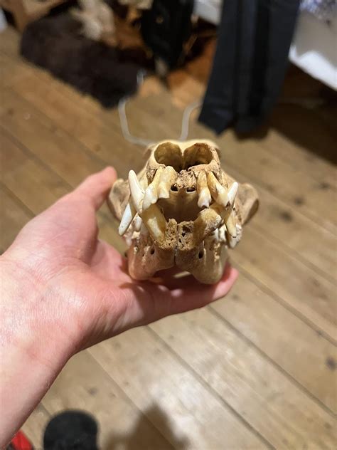 Geriatric Dog Skull Anybody Know What Mightve Cause The Dip In The