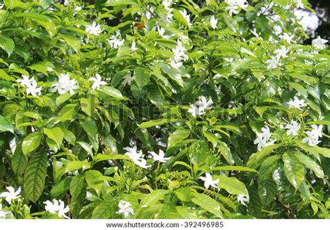 Jasmine Flower Tree Stock Photo (Edit Now) 392496985