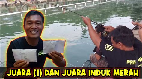 Umpan Recommended Induk Babon Ikan Mas Mancing Galapung Youtube