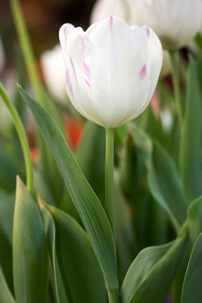 Free Photo | White tulip flower